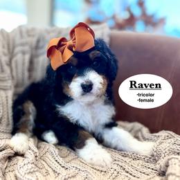 Raven - Tri-color female Bernedoodle puppy in Jackson, Mississippi from T.M. Poodles & Doodles