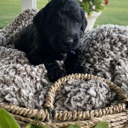 Assorted Doodle Crosses Puppies from Aussie Mountain Doodles