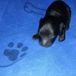 Baby boy 1 - Black male Poodle puppy in Templeton, Pennsylvania from Precious Poodle Babies