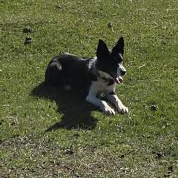 Etta - Border Collie