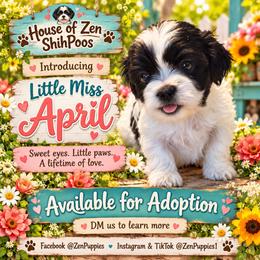 April - Black and white female Shihpoo puppy in Mesa, Arizona from House of Zen Shihtzus