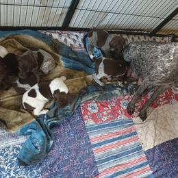 Cocoa - Liver roan female German Shorthaired Pointer puppy in Elberta, Alabama from Old Orchard Farm
