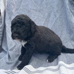 Woodford - Black male Bordoodle puppy in Indianapolis, Indiana from Indiana Bordoodles