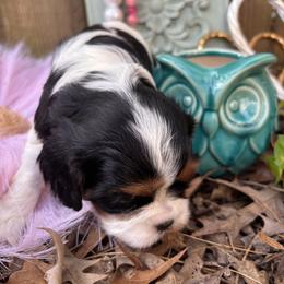 Arctic - Tri-color female Cavalier King Charles Spaniel puppy in Ore City, Texas from Castle Grogan Cavaliers