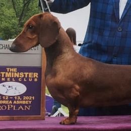 Dachshunds from Woodshafen