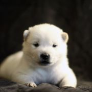 Hokkaido Puppies from Apricity Kennel