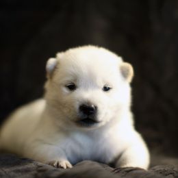 Hokkaido Puppies from Apricity Kennel