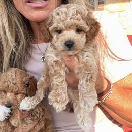 Boots - Apricot male Poodle puppy in Sperry, Oklahoma from PuppyLove Poodles
