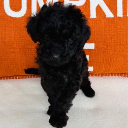 Knight - Black male Goldendoodle puppy in Auburn, Indiana from Martin’s Doodles