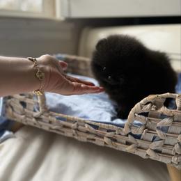 Baby Fig - Black male Pomeranian puppy in Sacramento, California from Carousel Poodles & Pomeranians