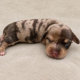Male - Chocolate and cream male Dachshund puppy in El Campo, Texas from Creamer Creek Kennel