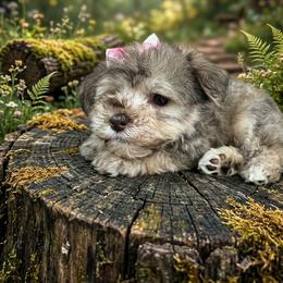 Miniature Schnauzer Puppies from Gambino Bambino’s Miniature Schnauzers