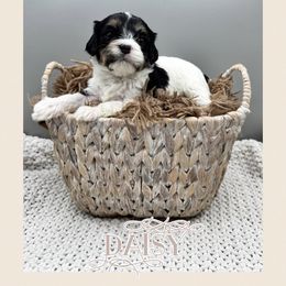 Daisy - Tri-color female Cavachon puppy in Awendaw, South Carolina from LierChonPoo