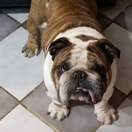 Hagrid - English Bulldog