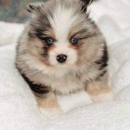 Pomsky Puppies from Rainier Mountain Pomsky’s LLC