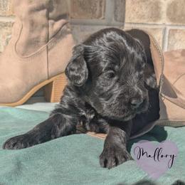 Mallory - Black female Portuguese Water Dog puppy in Jacksonville, Florida from Atlantic Coast PWD
