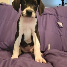 Great Dane Puppies from Miner's Dynamic Danes