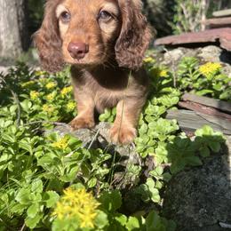 Boy 2 - Chocolate and tan male Dachshund puppy in Gouverneur, New York from Dack Dachshunds