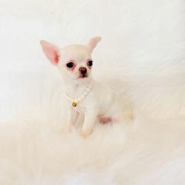 Liam - Cream and white male Chihuahua puppy in Sacramento, California from Honey Bee Chihuahua’s