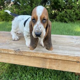 Mack Truck - Black brown and white female Basset Hound puppy in Lone Jack, Missouri from Wee Little Bassets