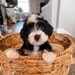 Gold - Tri-color female Bernedoodle puppy in Weston, Idaho from Berne n Doodles