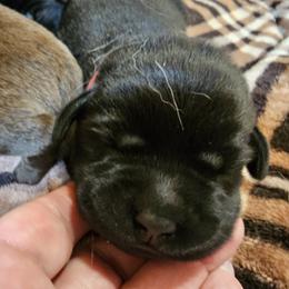 Red - Black female Labrador Retriever puppy in Siloam Springs, Arkansas from Karemy Kennels (Karemy Labradors)