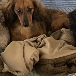 Dachshund puppies from Monterey Bay Dachshund Kennel