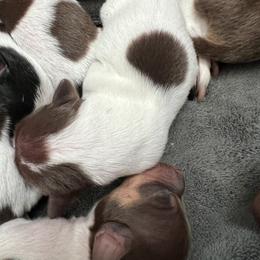 Tbd - Chocolate and white female Teddy Roosevelt Terrier puppy in Troy, Ohio from Wiggle Wags Miniature American Shepherds