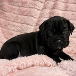 Blue Collar R - Black male Cane Corso puppy in Paris, Texas from Knucklehead Cane Corso