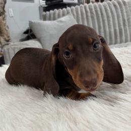 Andy - Chocolate and tan male Dachshund puppy in Price, Utah from Stone Kennels
