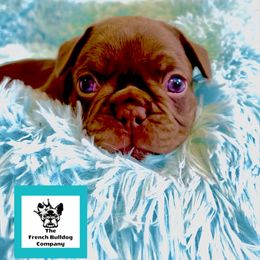 French Bulldog Puppies from The French Bulldog Company LLC