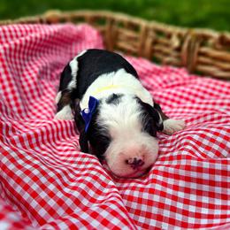 Breeze - Tri-color female Bernedoodle puppy in Russell Springs, Kentucky from 270 Doodles