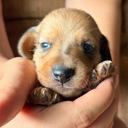 Red boy 2 - Poe - Red male Dachshund puppy in Lady Lake, Florida from Shotzie Doxie Co.