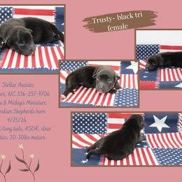 Trusty - Black tri female Miniature Australian Shepherd puppy in Asheboro, North Carolina from Stellar Aussies