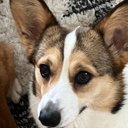 Gryffi - Pembroke Welsh Corgi