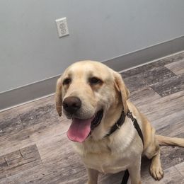 Ghost - Labrador Retriever
