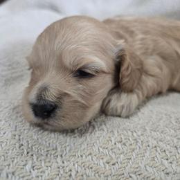 Peaches - Apricot female Assorted Doodle Crosses puppy in Riverdale, Utah from Holly Jolly Dachshunds