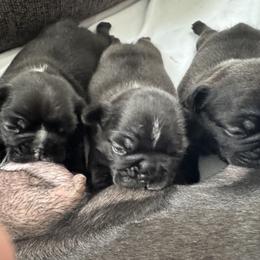 French Bulldog Puppies from Diamonds Frenchies