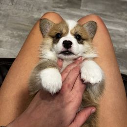 Pembroke Welsh Corgi Puppies from Dog Creek Corgis
