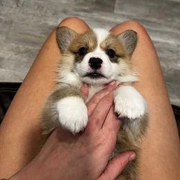 Pembroke Welsh Corgi Puppies from Dog Creek Corgis