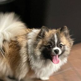 Barbi - Pomeranian