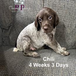 Chili - Liver and white male German Shorthaired Pointer puppy in Columbus, Nebraska from Prancy Pawz
