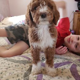 Aussiedoodle, Bernedoodle, and Poodle Puppies from Color Country Doodles