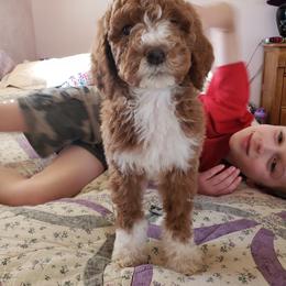 Aussiedoodle, Bernedoodle, and Poodle Puppies from Color Country Doodles