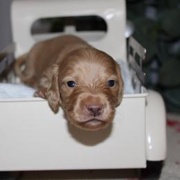Luna - Red female Dachshund puppy in Mountain Home, Arkansas from Wood's miniature Dachshunds