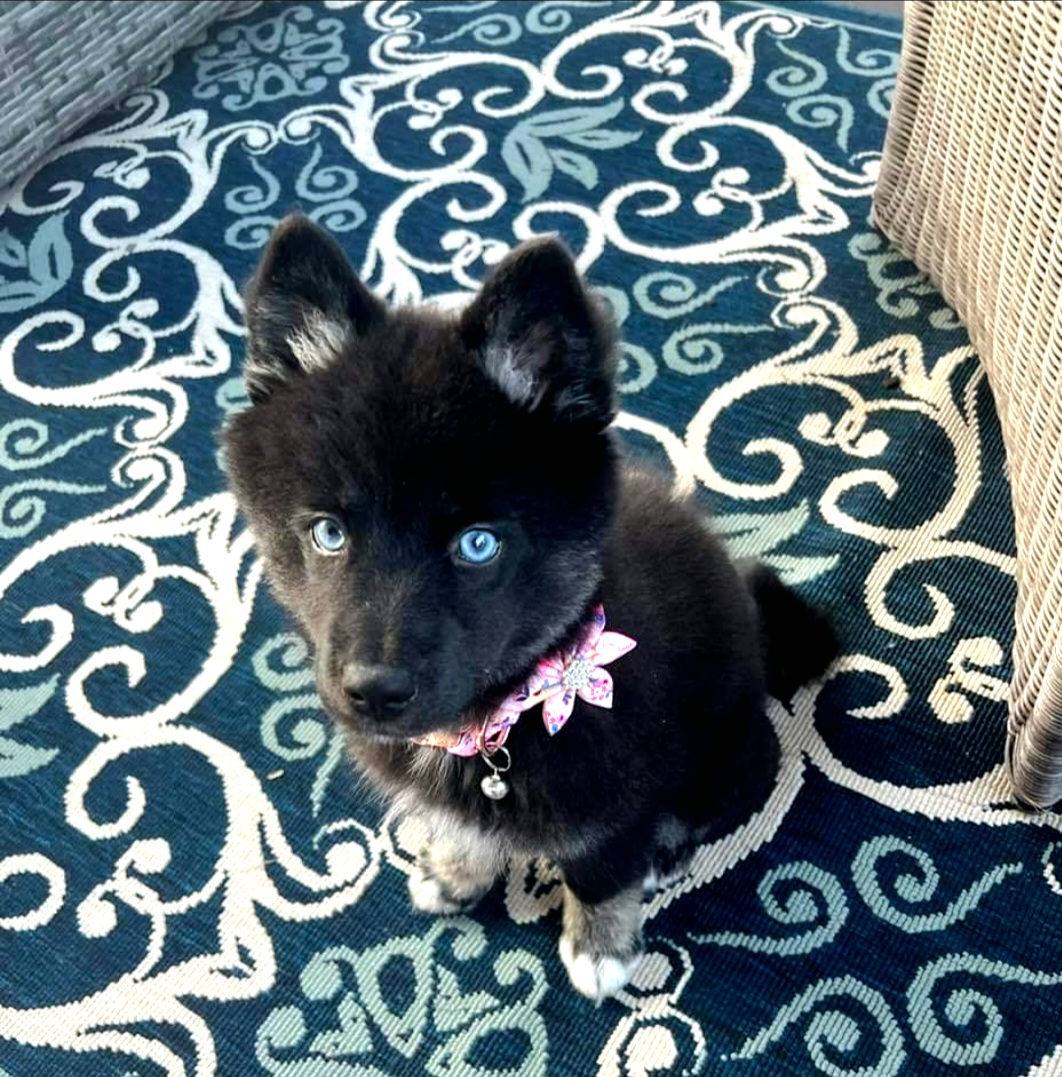 Pomsky Puppies from SD Pomskies