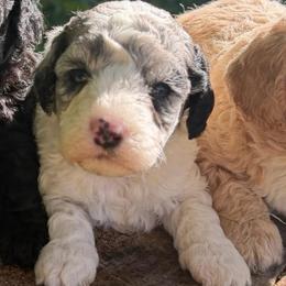 Queen - Parti female Goldendoodle puppy in Cherry Tree, Pennsylvania from Plum Creek Acres Next Generation