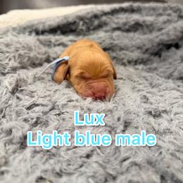 Boy 1 - Golden male Golden Retriever puppy in Salt Lake City, Utah from Soaring golden retrievers