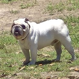 Sullivan - Bulldog