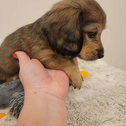 Bailey - Cream Dachshund puppy in Star, Idaho from October Hounds